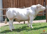 Tinh bò thịt Charolais